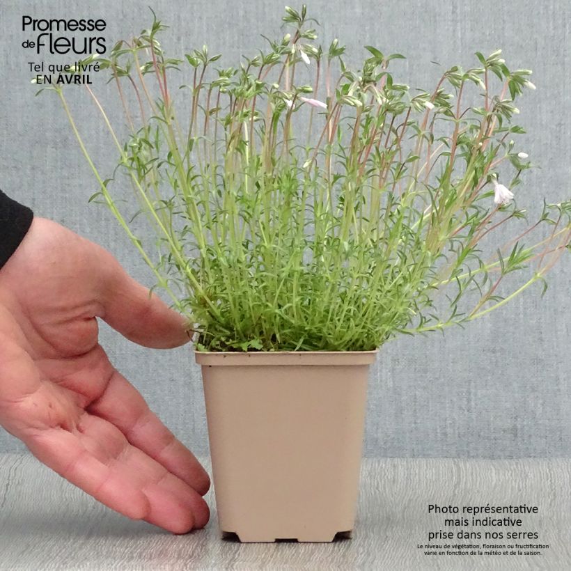 Example of Phlox mousse Candy Stripes - Phlox subulata Godet de 8/9 cm as you get in printemps