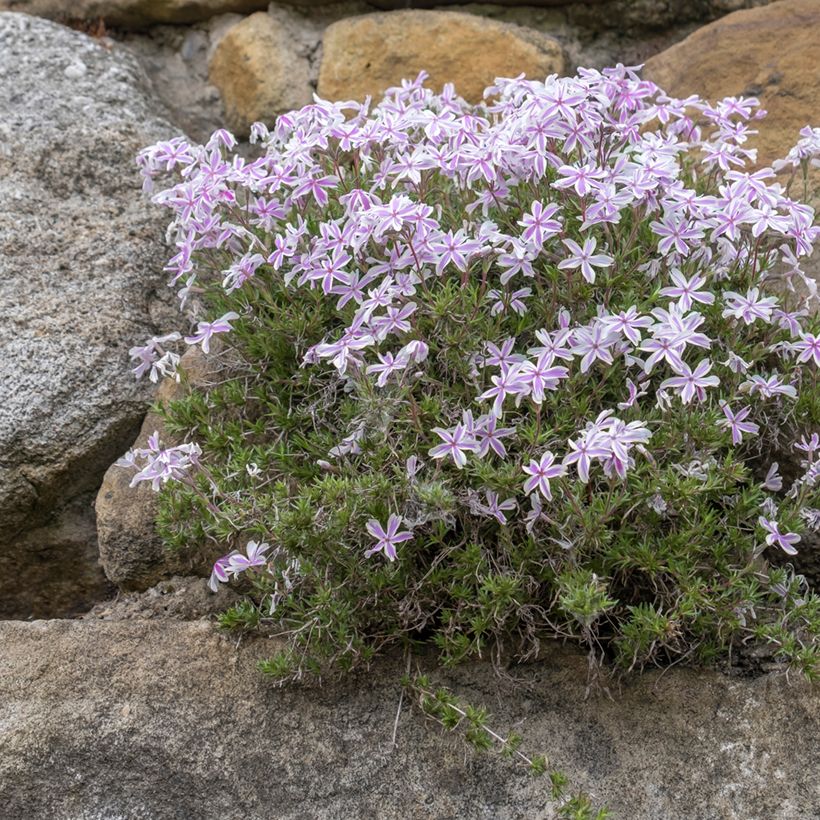 Phlox mousse Candy Stripes - Phlox subulata (Plant habit)