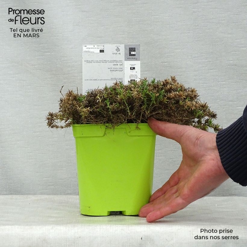 Example of Phlox mousse Candy Stripes - Phlox subulata Pot de 1,5L/2L as you get in printemps