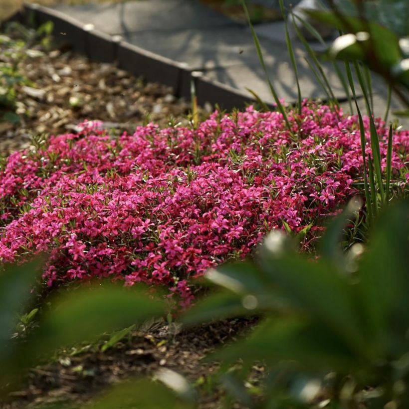 Phlox mousse Scarlet Flame - Phlox subulata (Plant habit)