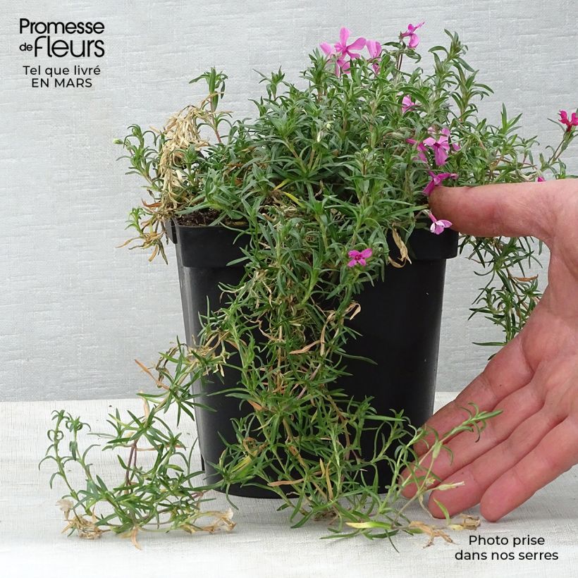 Example of Phlox mousse Scarlet Flame - Phlox subulata Pot de 2L/3L as you get in printemps