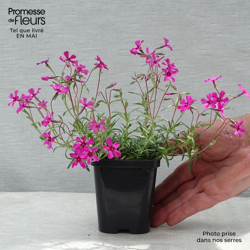 Example of Phlox mousse Scarlet Flame - Phlox subulata Godet de 8/9 cm as you get in printemps