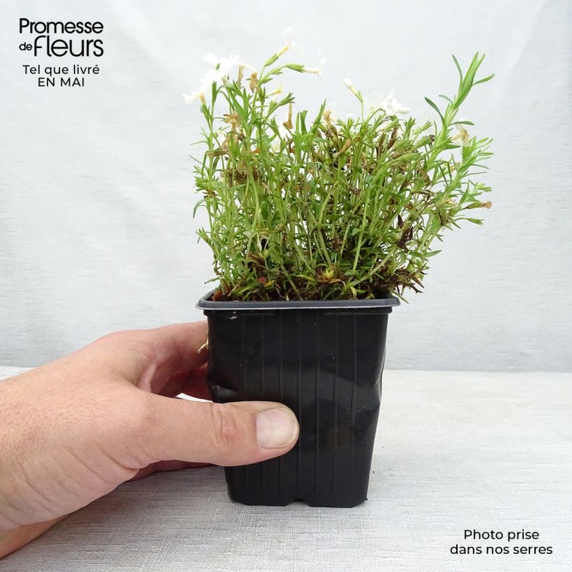 Example of Phlox mousse White Delight Godet de 8/9 cm as you get in printemps