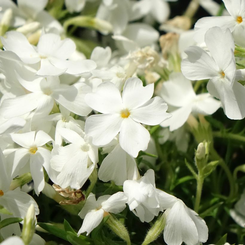 Phlox mousse White Delight (Floraison)