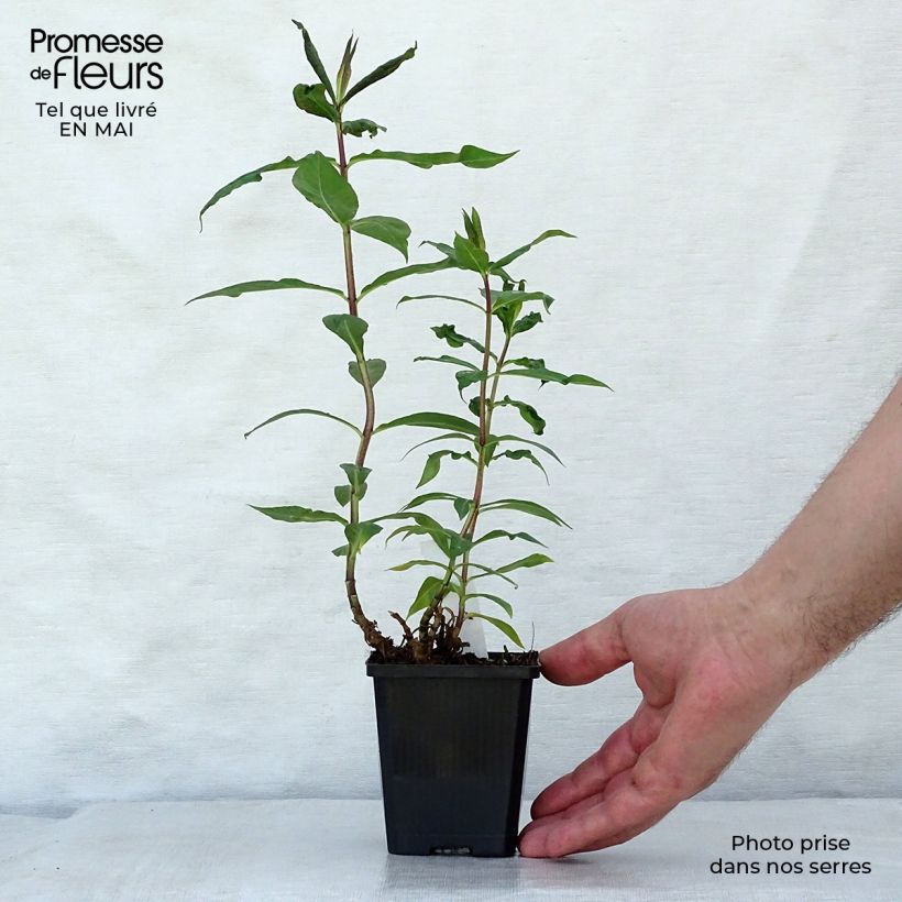 Example of Phlox paniculata Amethyst Godet de 8/9 cm as you get in printemps