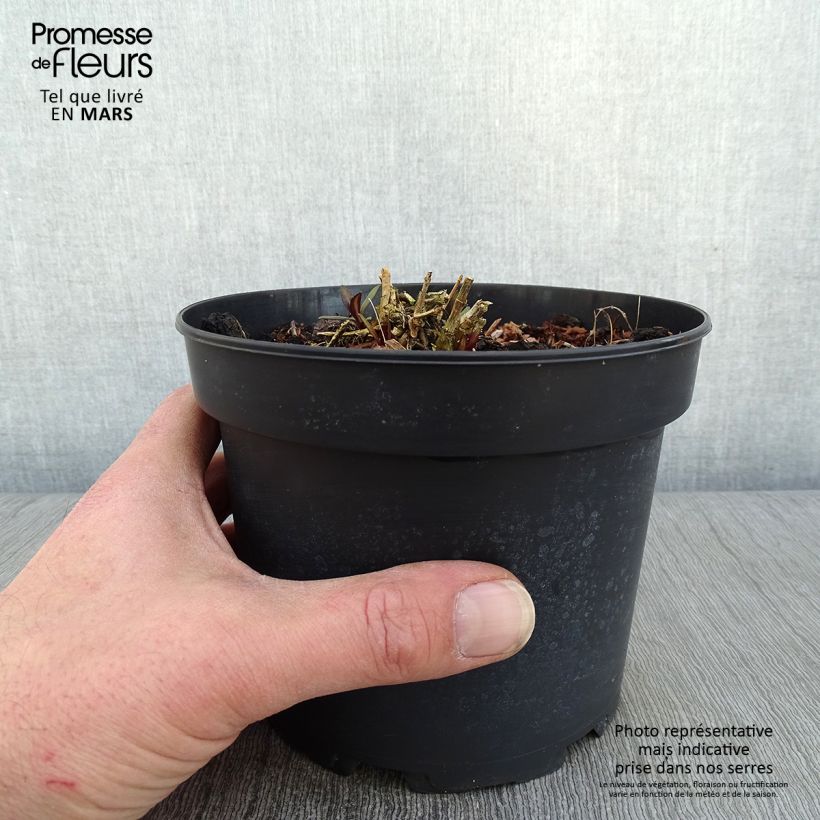 Example of Phlox paniculata Amethyst Pot de 2L/3L as you get in hiver
