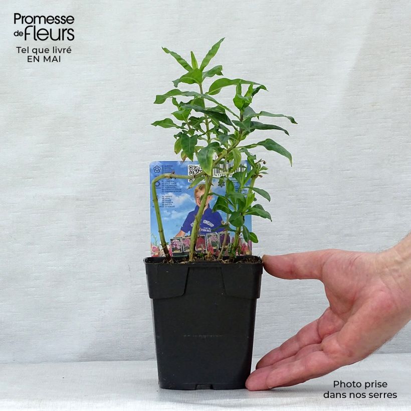 Example of Phlox paniculata Bambini Candy Crush Pot de 10 cm/11cm as you get in printemps