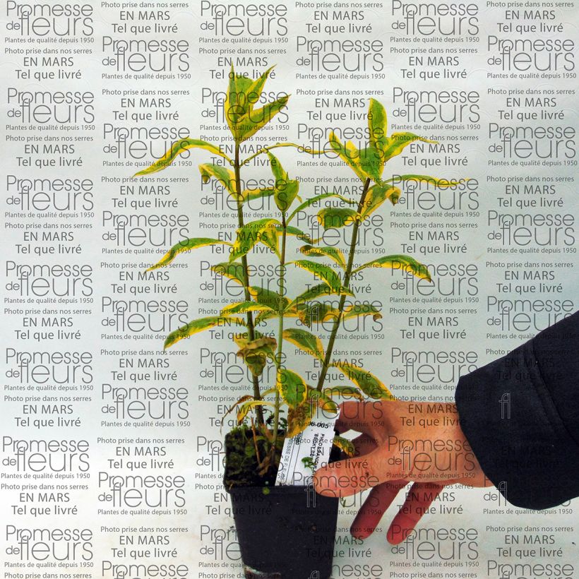 Example of Phlox paniculata Becky Towe Pot de 10 cm/11cm as you get