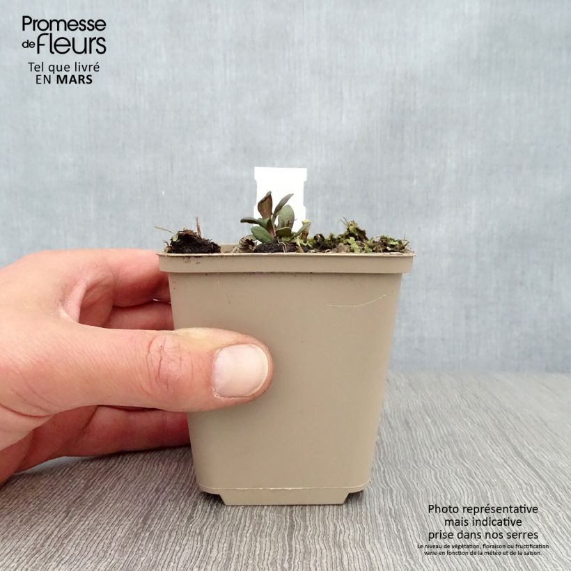 Example of Phlox paniculata Blind Lion Godet de 8/9 cm as you get in printemps