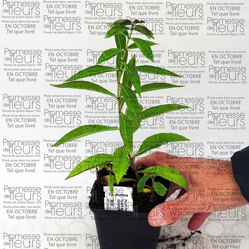 Example of Phlox paniculata Blue Flame Godet de 8/9 cm as you get