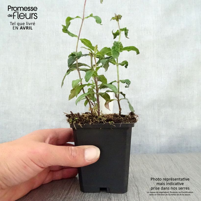 Example of Phlox paniculata Blue Paradise Godet de 8/9 cm as you get in printemps