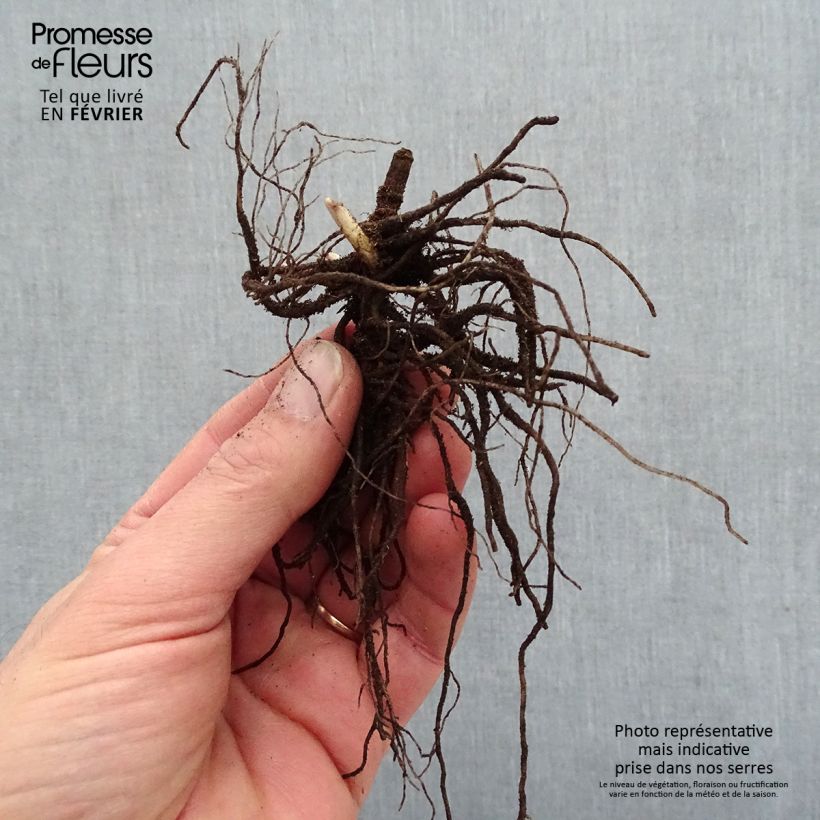 Example of Phlox paniculata Blue Paradise Racines nues, qualité premium as you get in hiver