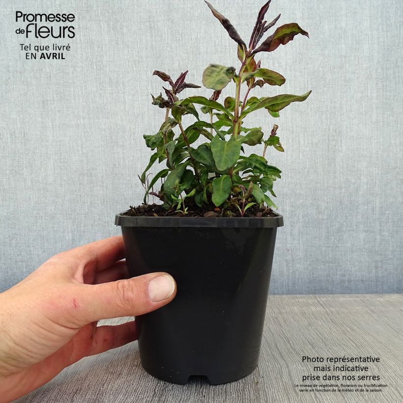 Example of Phlox paniculata Blue Paradise Pot de 1,5L/2L as you get in printemps