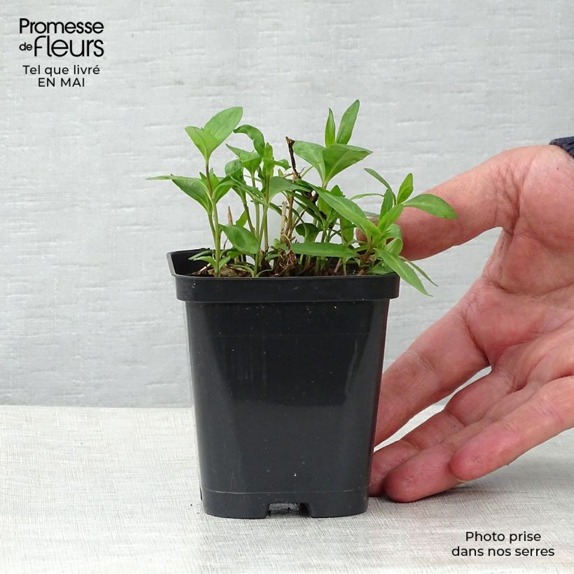 Example of Phlox paniculata Bright Eyes - Phlox paniculé rose pâle à oeil rose vif Godet de 8/9 cm as you get in printemps