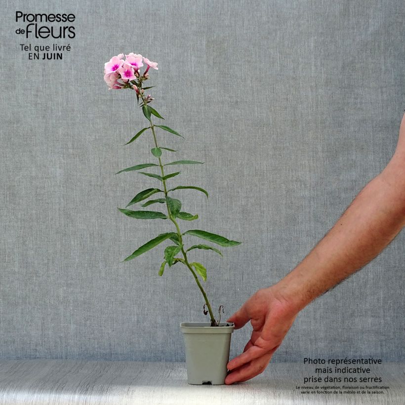 Spécimen de Phlox paniculata Bright Eyes - Phlox paniculé rose pâle à oeil rose vif Godet de 8/9 cm tel que livré en été