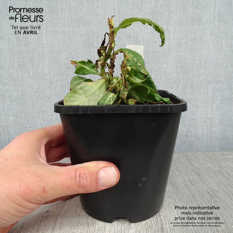 Example of Phlox paniculata Bright Eyes - Phlox paniculé rose pâle à oeil rose vif Pot de 1,5L/2L as you get in printemps