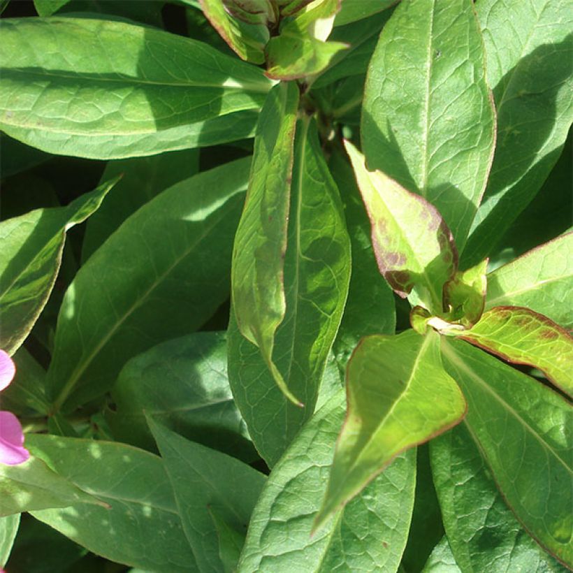 Phlox paniculata Coral Flame (Foliage)