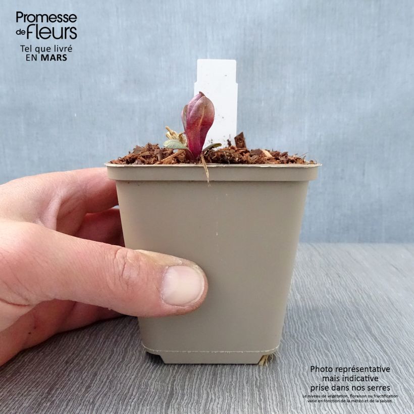 Example of Phlox paniculata Coral Flame Godet de 8/9 cm as you get in printemps