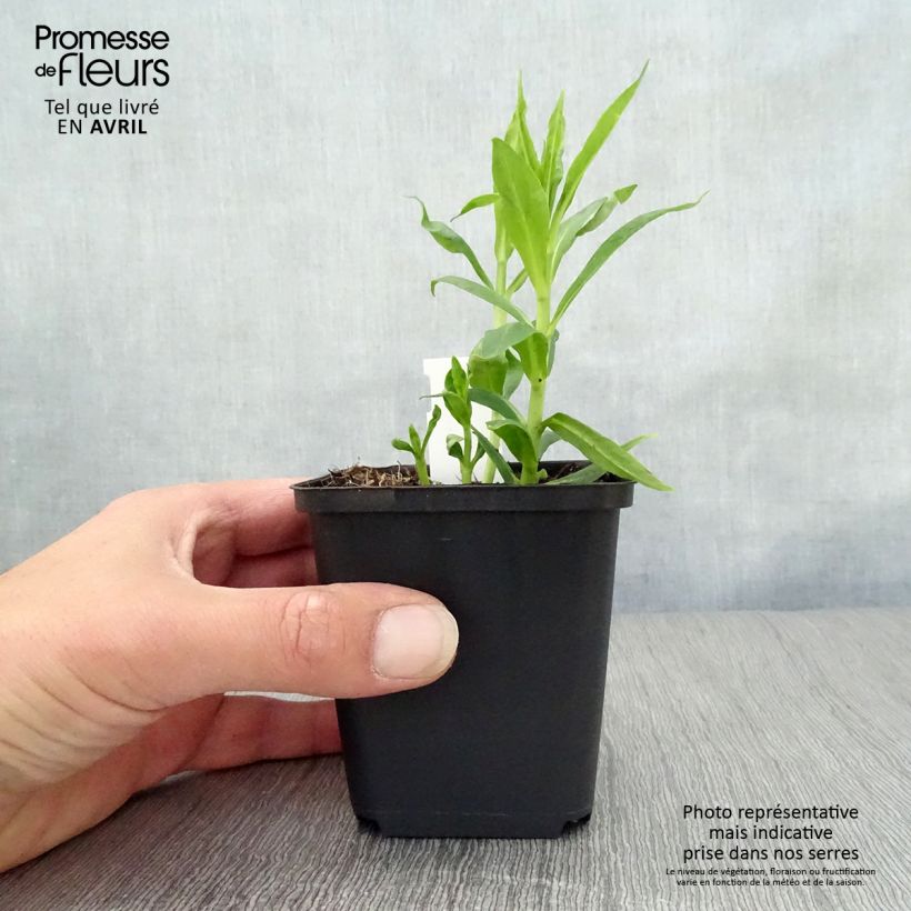 Example of Phlox paniculata David Godet de 8/9 cm as you get in printemps