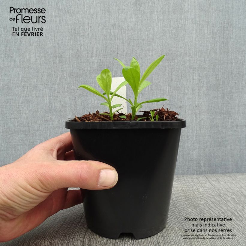 Example of Phlox paniculata David Pot de 1,5L/2L as you get in hiver