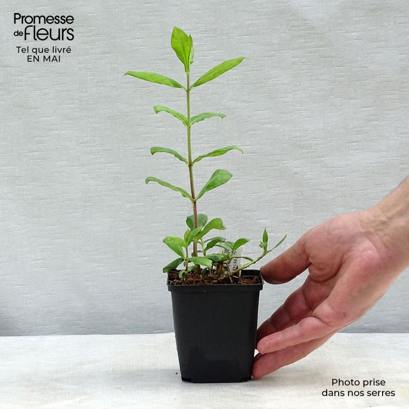 Example of Phlox paniculata Europa Godet de 8/9 cm as you get in printemps