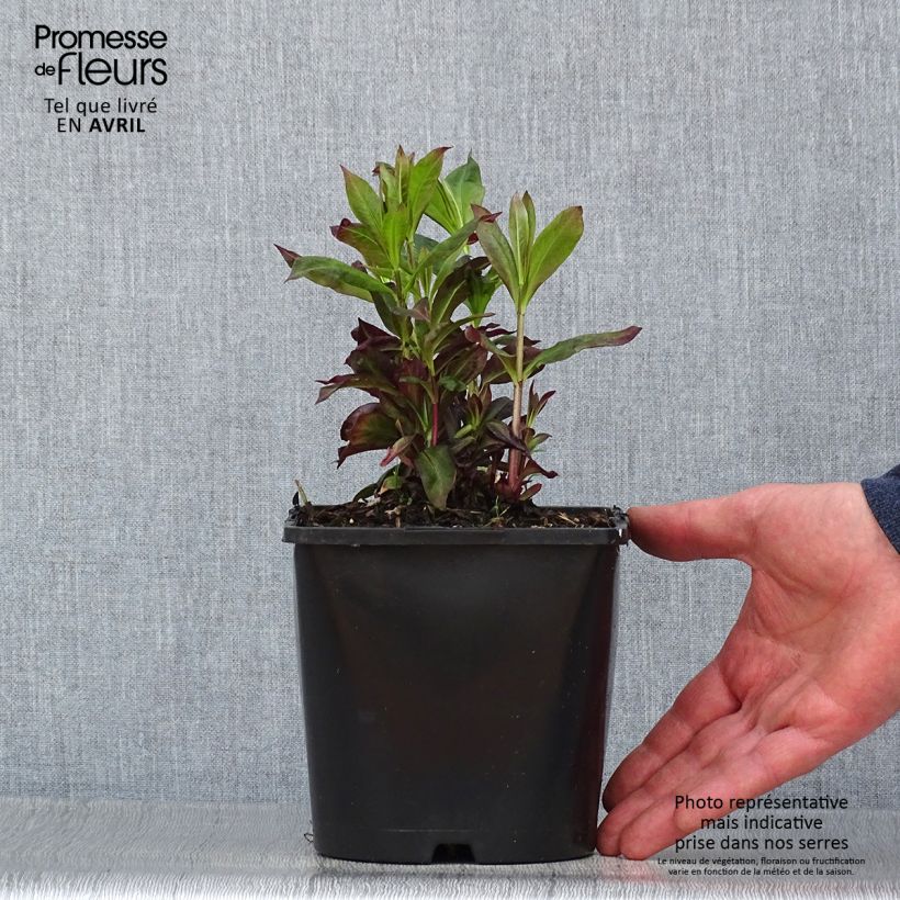 Example of Phlox paniculata Famous Cerise - Phlox paniculé Pot de 1,5L/2L as you get in printemps