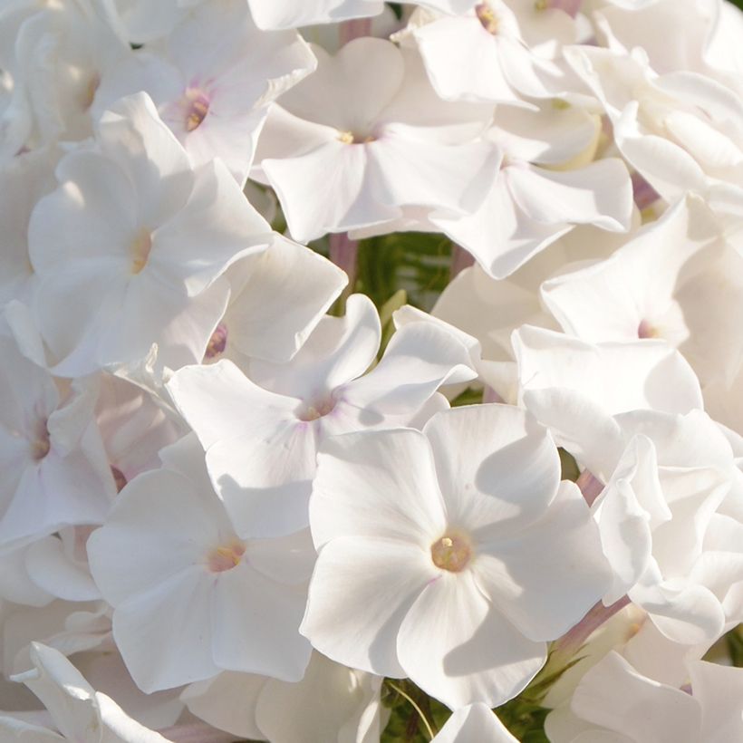 Phlox paniculata Famous White (Floraison)