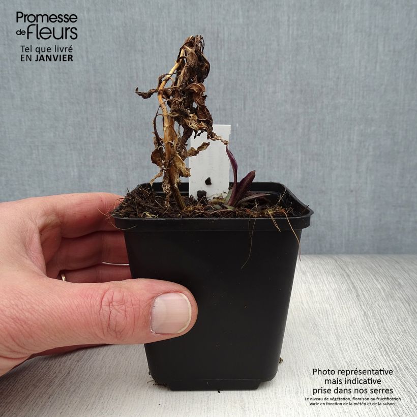 Spécimen de Phlox paniculata Flame Marine - Phlox paniculé Godet de 8/9 cm tel que livré en hiver