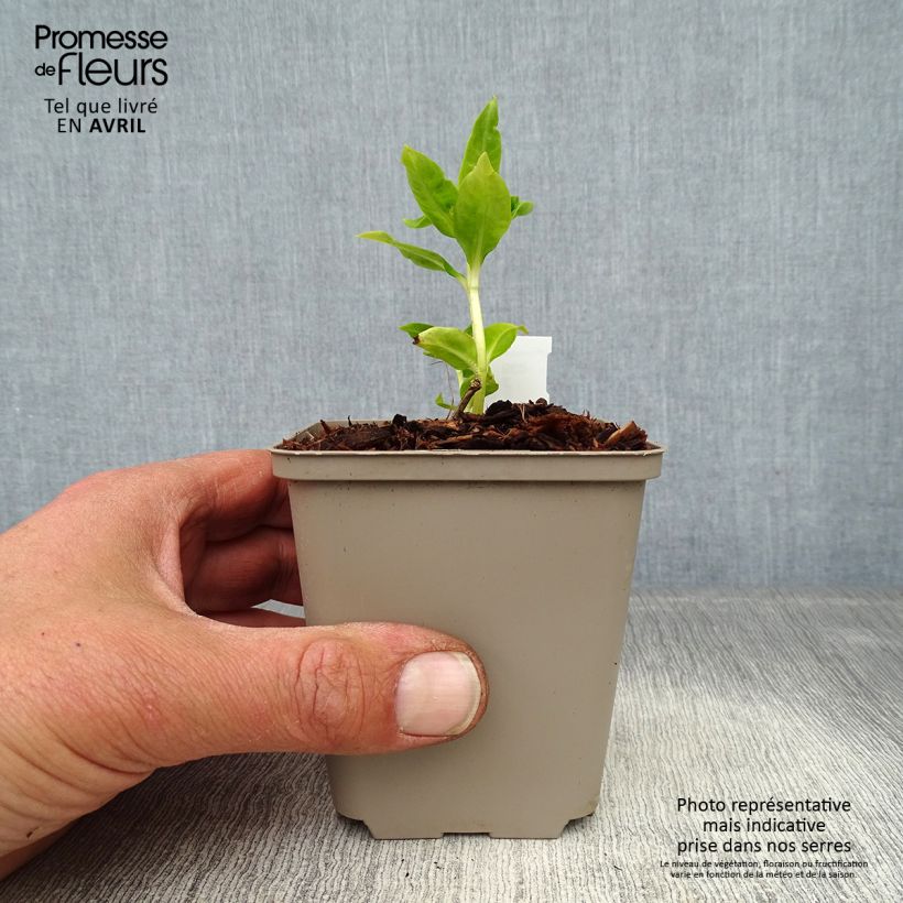 Spécimen de Phlox paniculata Flame White Imp Godet de 8/9 cm tel que livré au printemps