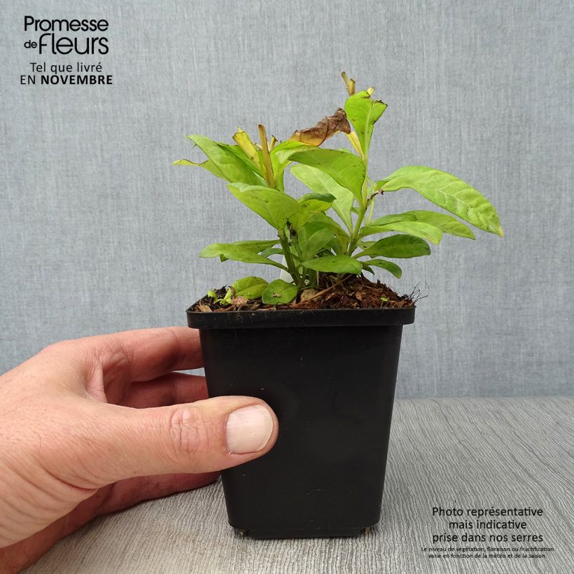 Spécimen de Phlox paniculata Fujiyama Godet de 8/9 cm tel que livré en automne