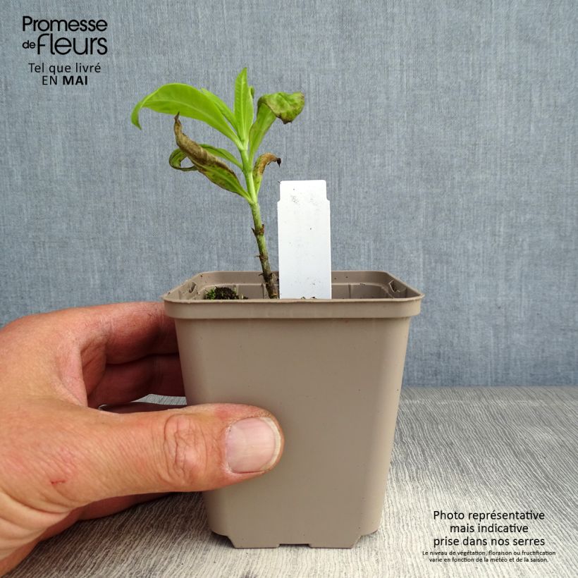 Example of Phlox paniculata Goldmine Godet de 8/9 cm as you get in printemps