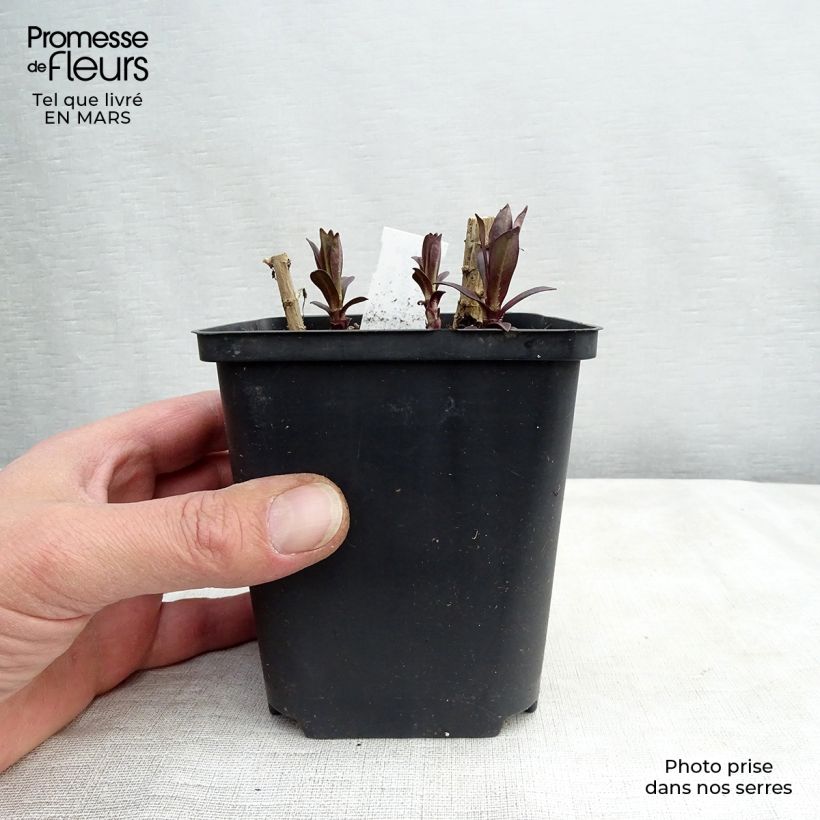 Spécimen de Phlox paniculata Hesperis Godet de 8/9 cm tel que livré au printemps