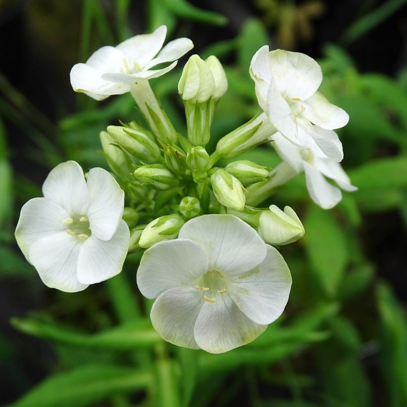 Phlox paniculata Jade - Phlox paniculé (Flowering)