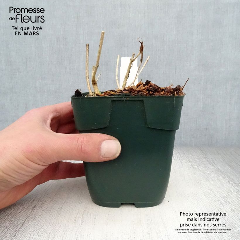 Example of Phlox paniculata Jade - Phlox paniculé Godet de 8/9 cm as you get in printemps