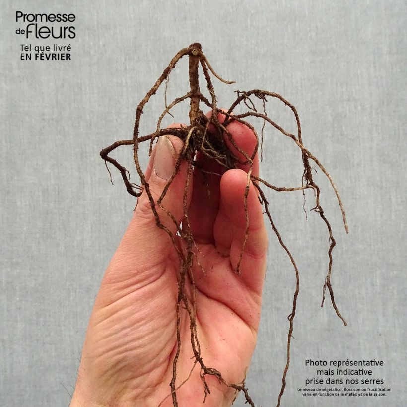 Example of Phlox paniculata Jade - Phlox paniculé Racines nues, qualité premium as you get in hiver