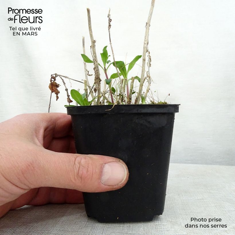 Spécimen de Phlox paniculata Judy Godet de 8/9 cm tel que livré au printemps