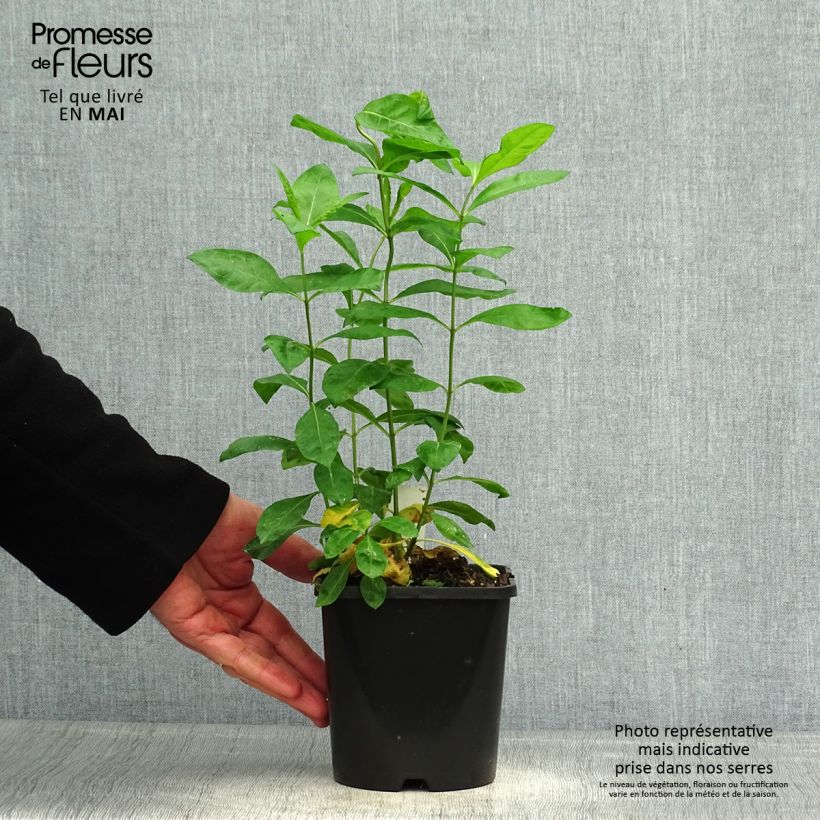 Spécimen de Phlox paniculata Laura Pot de 1,5L/2L tel que livré au printemps