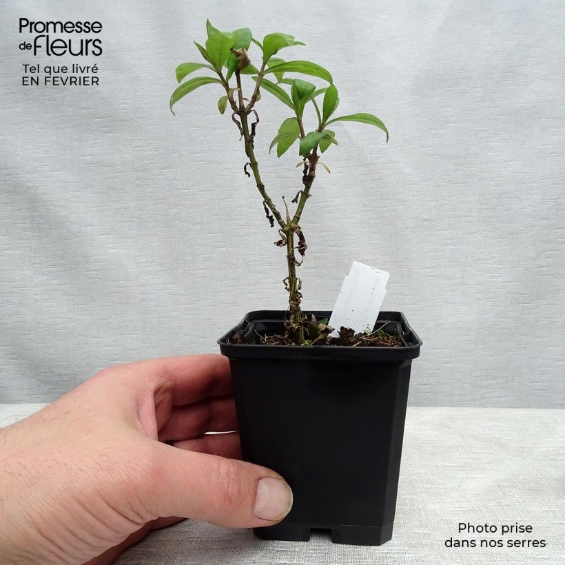 Example of Phlox paniculata Lichtspel Godet de 8/9 cm as you get in hiver