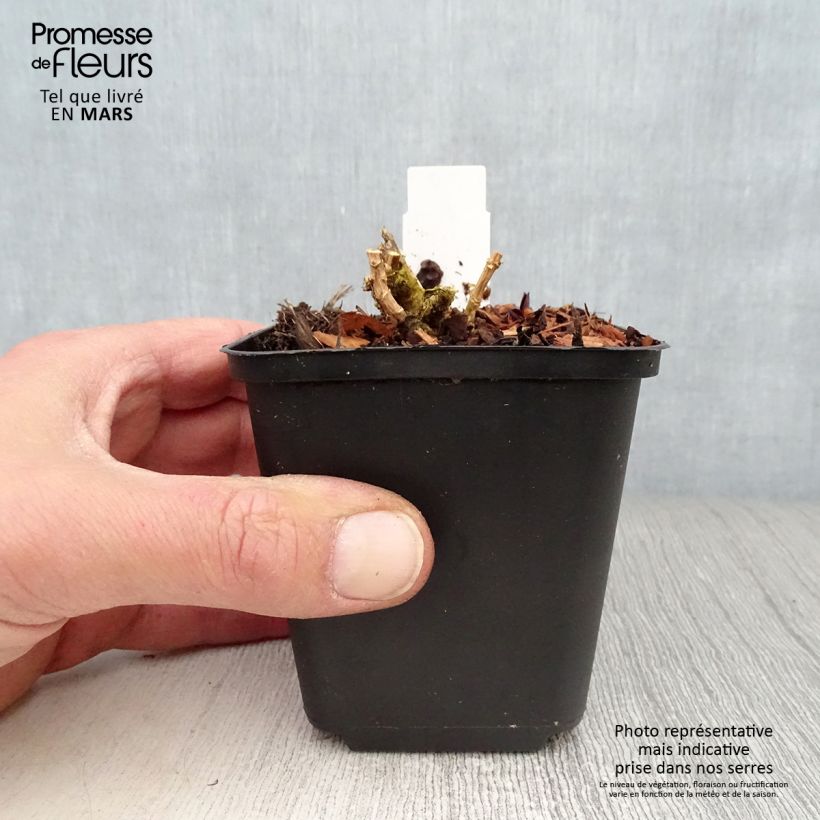 Example of Phlox paniculata Lilac Times Godet de 8/9 cm as you get in printemps