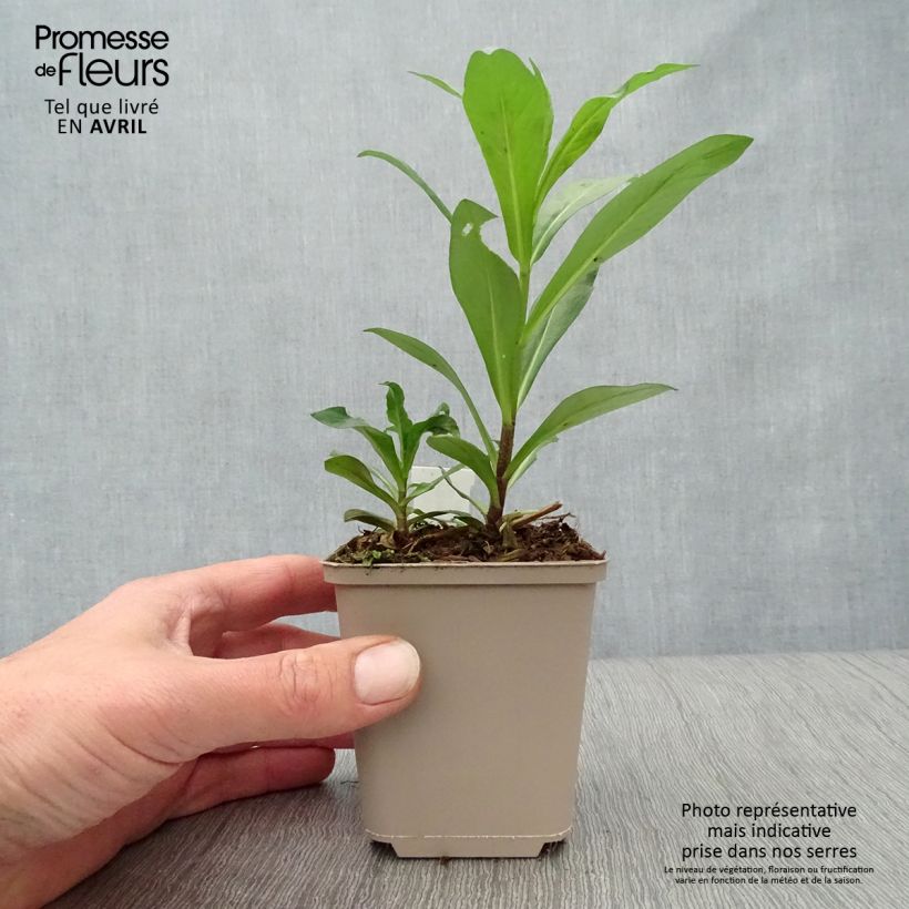 Spécimen de Phlox paniculata Monica Lynden Bell Godet de 8/9 cm tel que livré au printemps