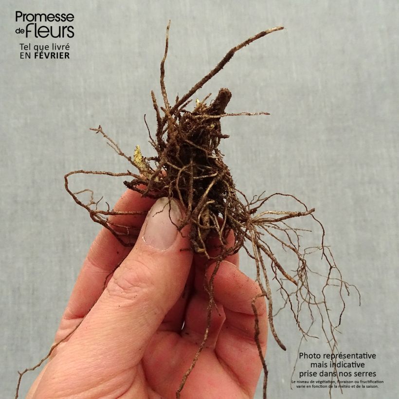 Spécimen de Phlox paniculata Mystic Green Racines nues, Qualité premium tel que livré en hiver