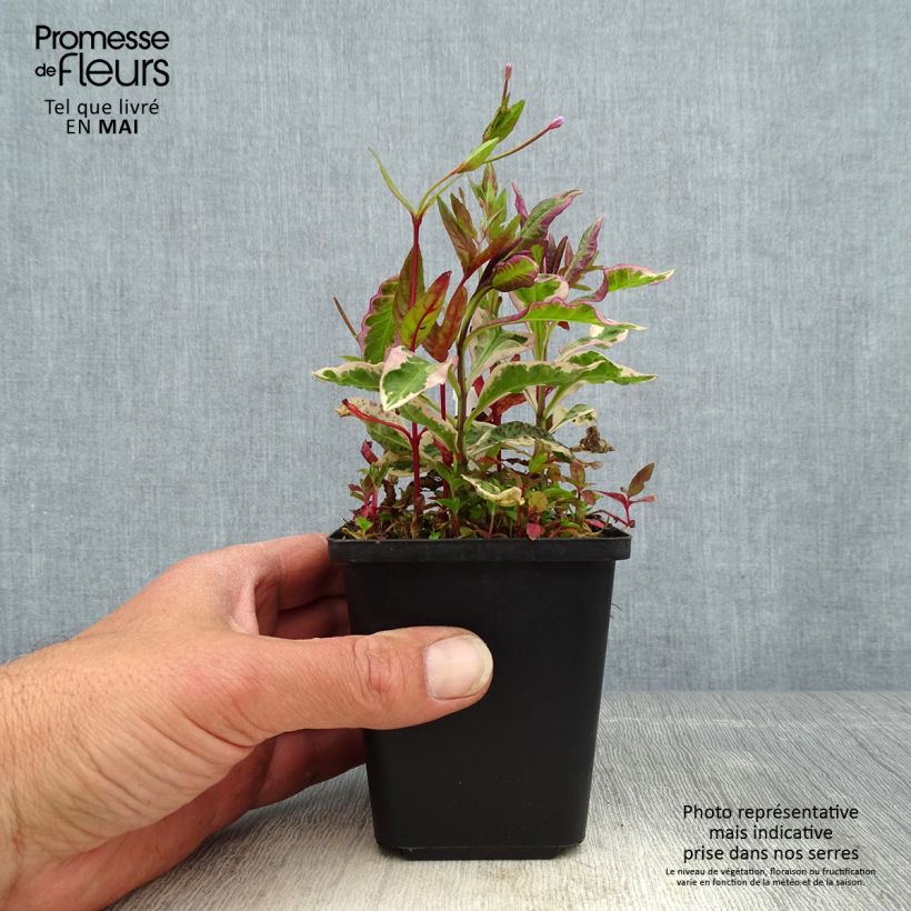 Example of Phlox paniculata Olympus Godet de 8/9 cm as you get in printemps