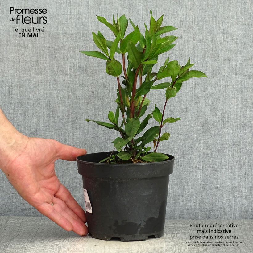 Example of Phlox paniculata Orange Perfection Pot de 2L/3L as you get in printemps