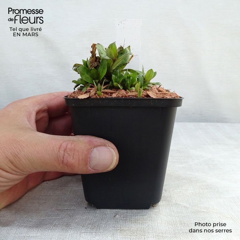 Example of Phlox paniculata Purple Eye Flame Godet de 8/9 cm as you get in printemps