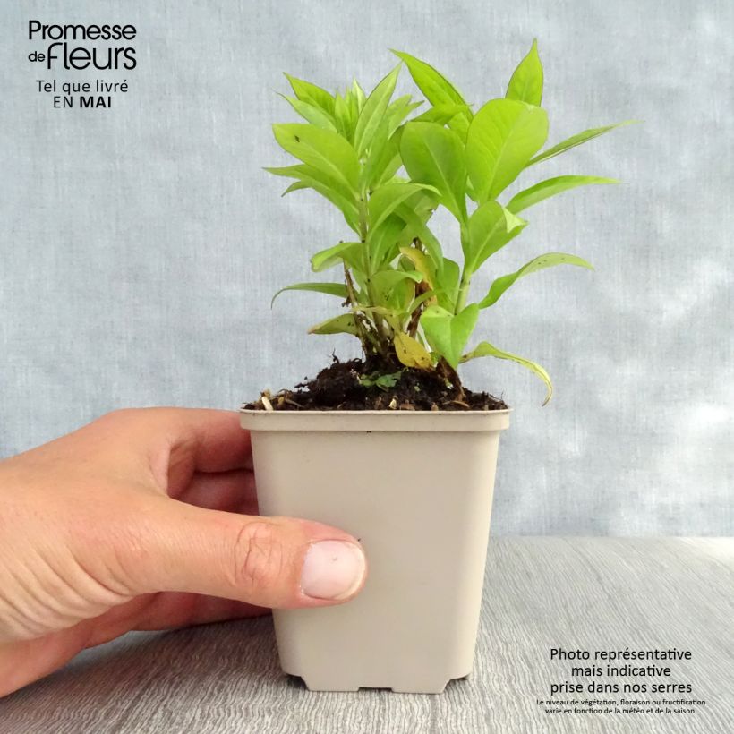 Example of Phlox paniculata Purple Flame Godet de 8/9 cm as you get in printemps