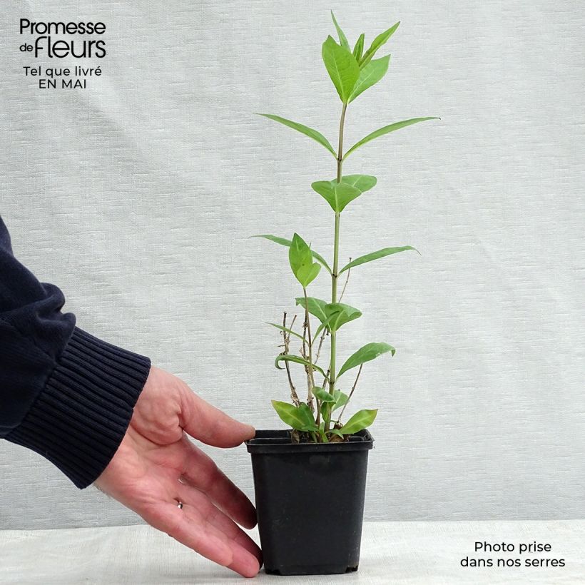 Example of Phlox paniculata Rosa Pastel Godet de 8/9 cm as you get in printemps