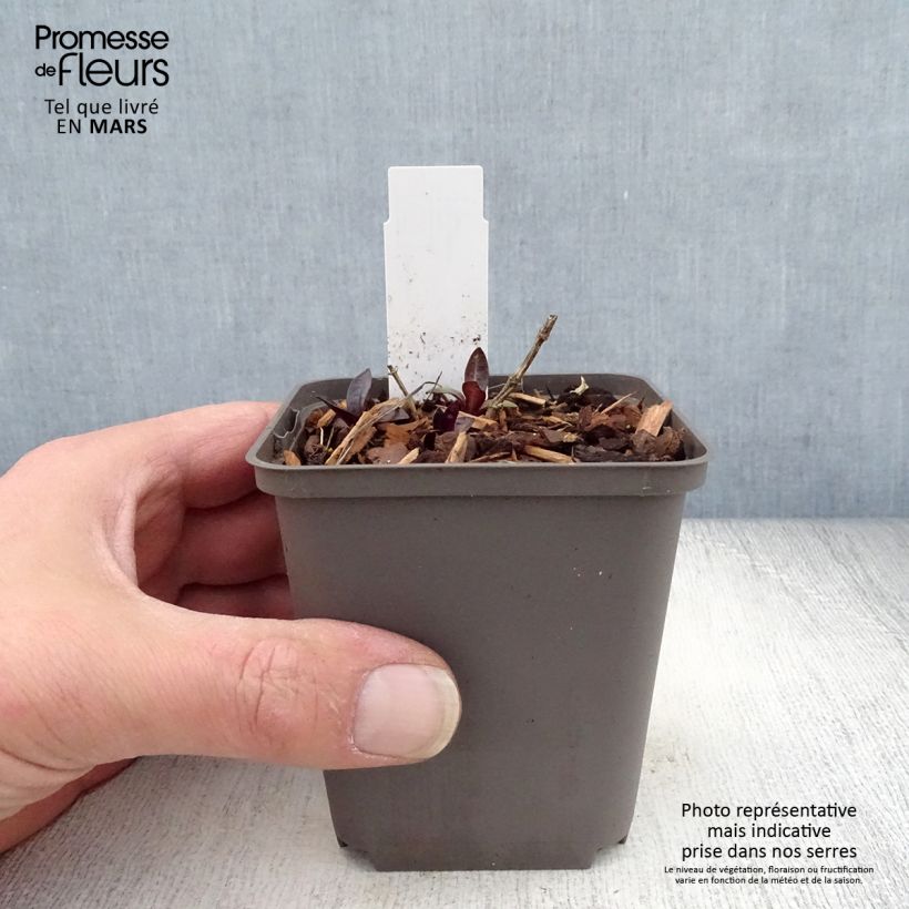 Spécimen de Phlox paniculata Septemberglut Godet de 8/9 cm tel que livré au printemps