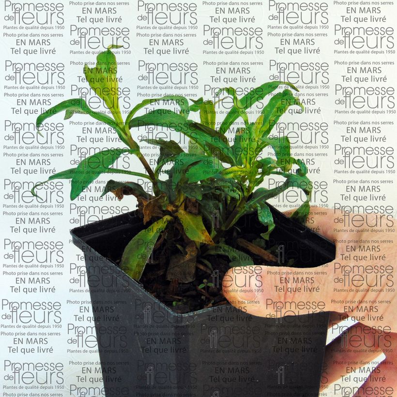 Example of Phlox paniculata Sherbet Blend® - Phlox paniculé vert anis et rose violacé Pot de 10 cm/11cm as you get