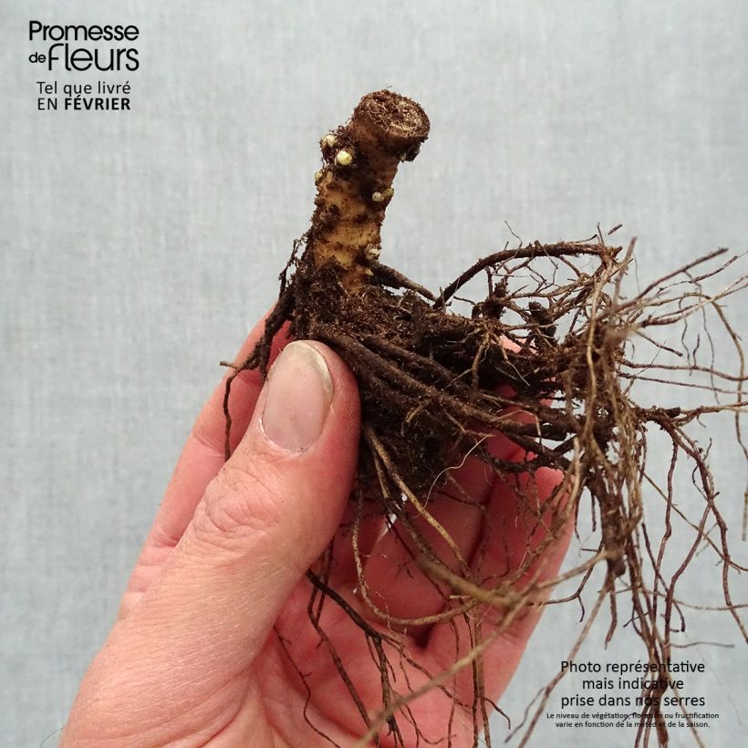 Example of Phlox paniculata Sherbet Blend® - Phlox paniculé vert anis et rose violacé Racines nues, qualité premium as you get in hiver