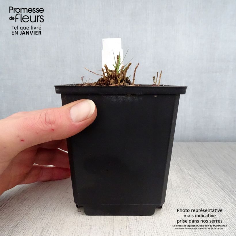 Spécimen de Phlox paniculata Sherbet Cocktail  Pot de 10 cm/11cm tel que livré en hiver